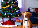 Brown dog sitting by decorated Christmas tree indoors