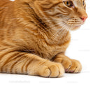 Close up of resting ginger cat paws and face profile