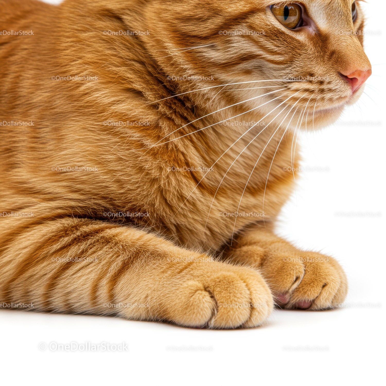 Close up of resting ginger cat paws and face profile
