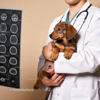 Veterinarian holding puppy while reviewing brain scans