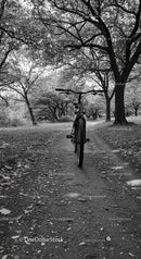 Bicycle parked on forest trail under dense trees