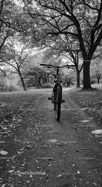 Bicycle parked on forest trail under dense trees