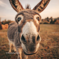Close-up Portrait of Donkey in Rural Farm Setting