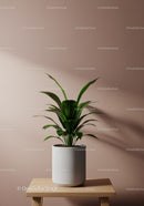 Elegant Green Houseplant in White Pot on Wooden Stand for Modern Interior