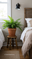 Green Fern in Terracotta Pot on Rustic Wooden Stool in Cozy Bedroom