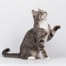 Playful gray tabby cat with raised paw on white background