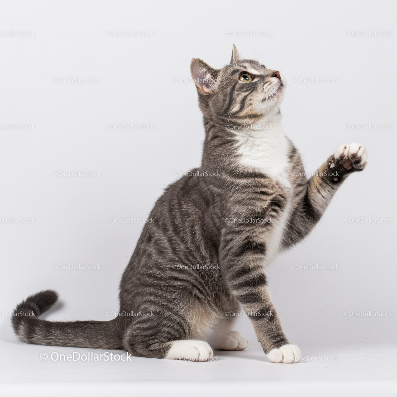 Playful gray tabby cat with raised paw on white background