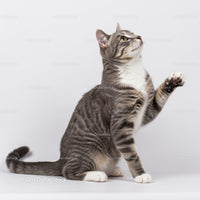 Playful gray tabby cat with raised paw on white background