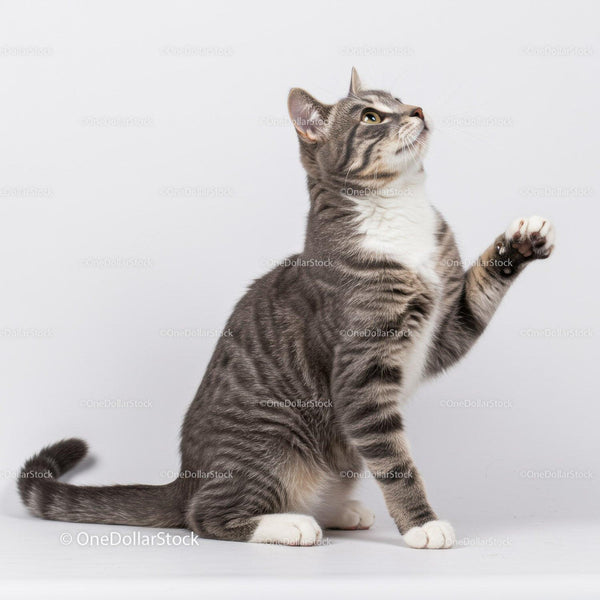 Playful gray tabby cat with raised paw on white background