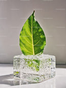 Fresh green leaf emerging from clear ice cube