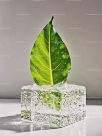 Fresh green leaf emerging from clear ice cube