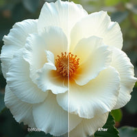 Before and after Flower Bloom Lightroom preset edit