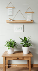 Indoor Greenhouse with Houseplants and Minimalist Decor