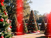 Christmas Tree Farm with Decorated Holiday Pines