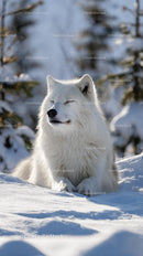 Charming Arctic Fox Resting in a Snowy Landscape