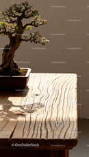 Miniature bonsai tree casting shadow on wooden table