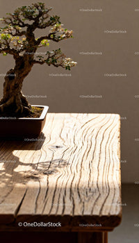 Miniature bonsai tree casting shadow on wooden table