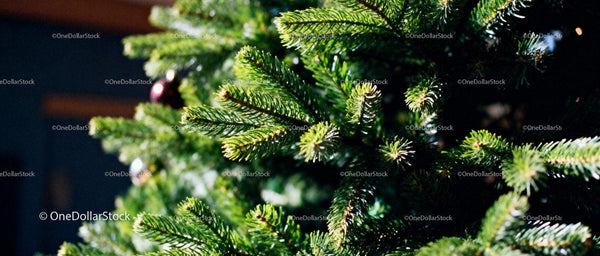 Close-up of Natural Green Christmas Tree Branches