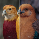 Retro Color Fade Night Presets (10 XMP files)