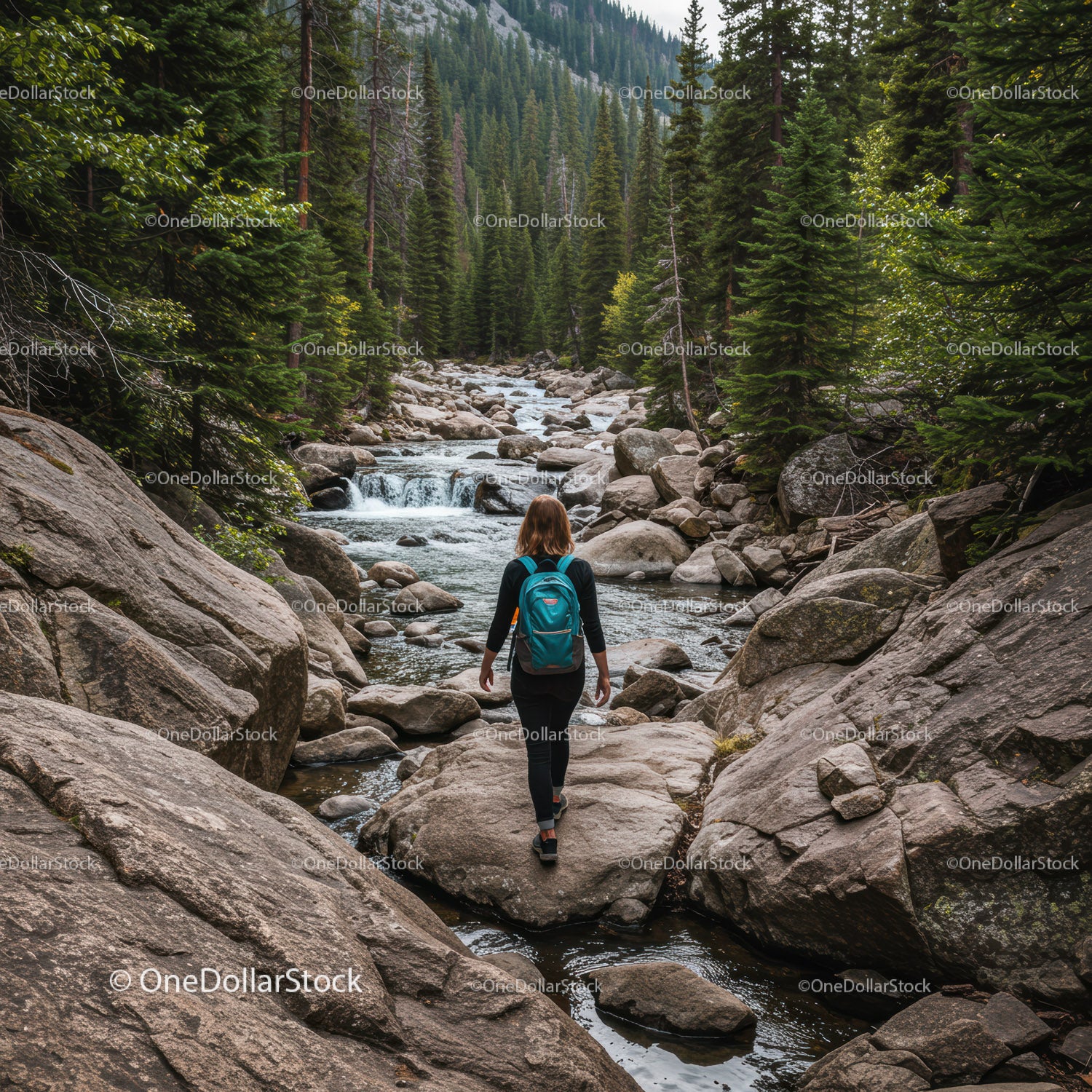 Woman Hiking Through Verdant Pine Forest Next to Mountain Stream
