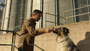 Man Feeding Australian Shepherd Dog Outdoors on Farm