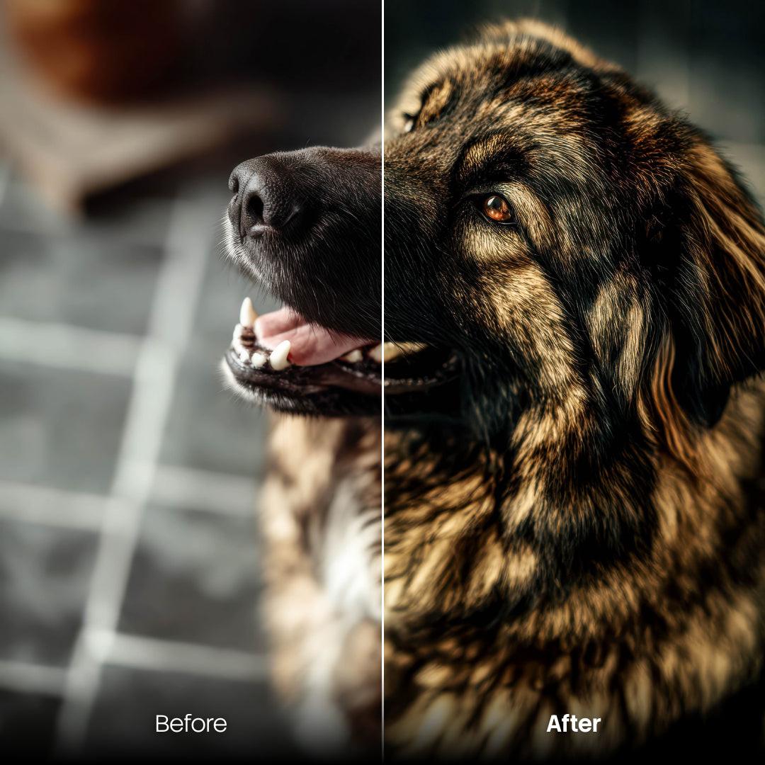 animal photography edit with Sweet Pets Lightroom presets