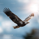 Majestic Bald Eagle in Full Flight Over Blue Sky