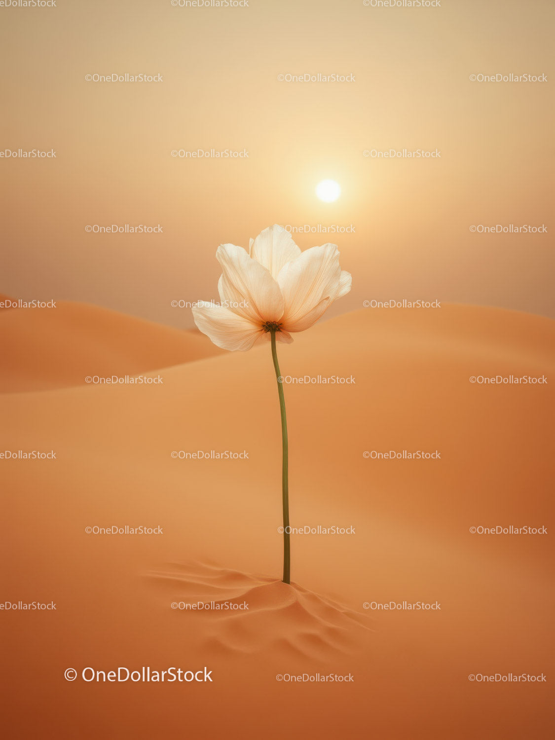 Delicate white flower blooming alone in desert sand