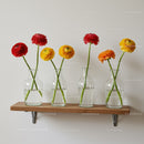 Colorful Ranunculus Flower Arrangement in Glass Vases on Wall Shelf