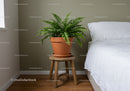 Indoor Green Fern in Terracotta Pot on Wooden Stool in Bedroom