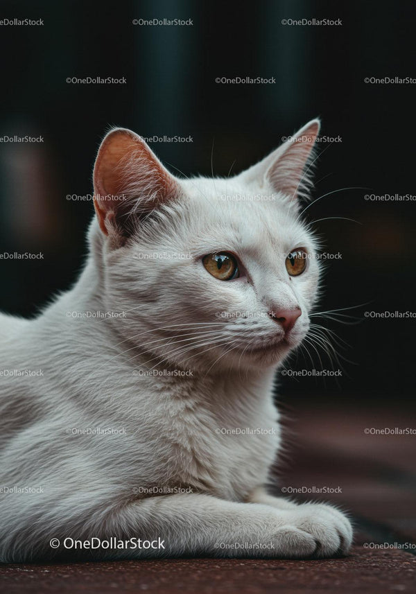 Calm white cat resting on warm textured surface