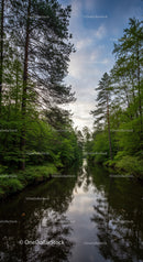 Serene Forest Stream Reflecting Trees at Dusk