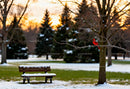 Red Cardinal Perched on Bare Tree Branch at Sunset