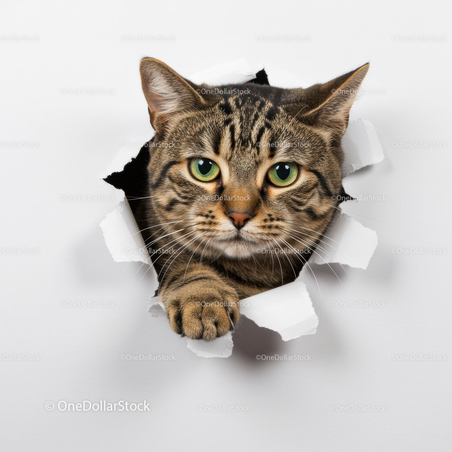 Curious tabby cat peeking through torn paper hole