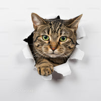Curious tabby cat peeking through torn paper hole