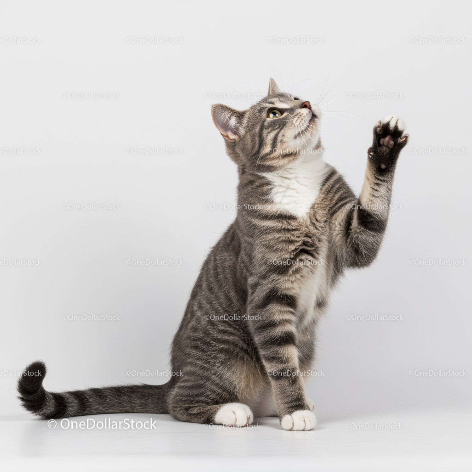 Grey tabby cat lifting paw on white background