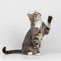Grey tabby cat lifting paw on white background