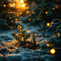 Snowy evergreen branches glowing in warm golden light