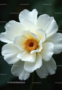 Elegant White Peony Flower with Vibrant Orange Stamens in Bloom