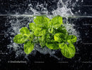 Fresh Basil Leaves Floating in Water Creating a Splash