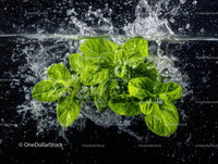 Fresh Basil Leaves Floating in Water Creating a Splash