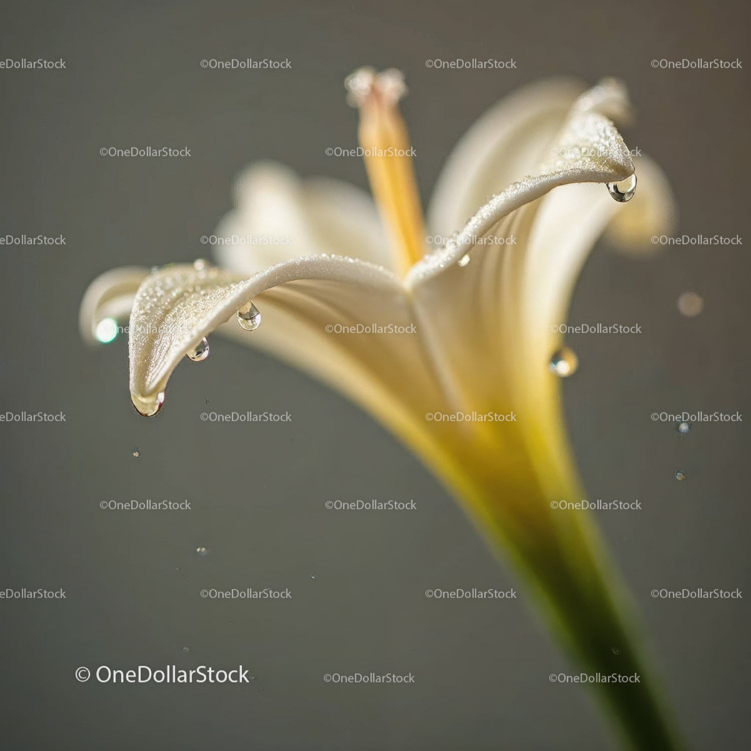 Close-up of White Lily Flower with Dewdrops and Floral Background