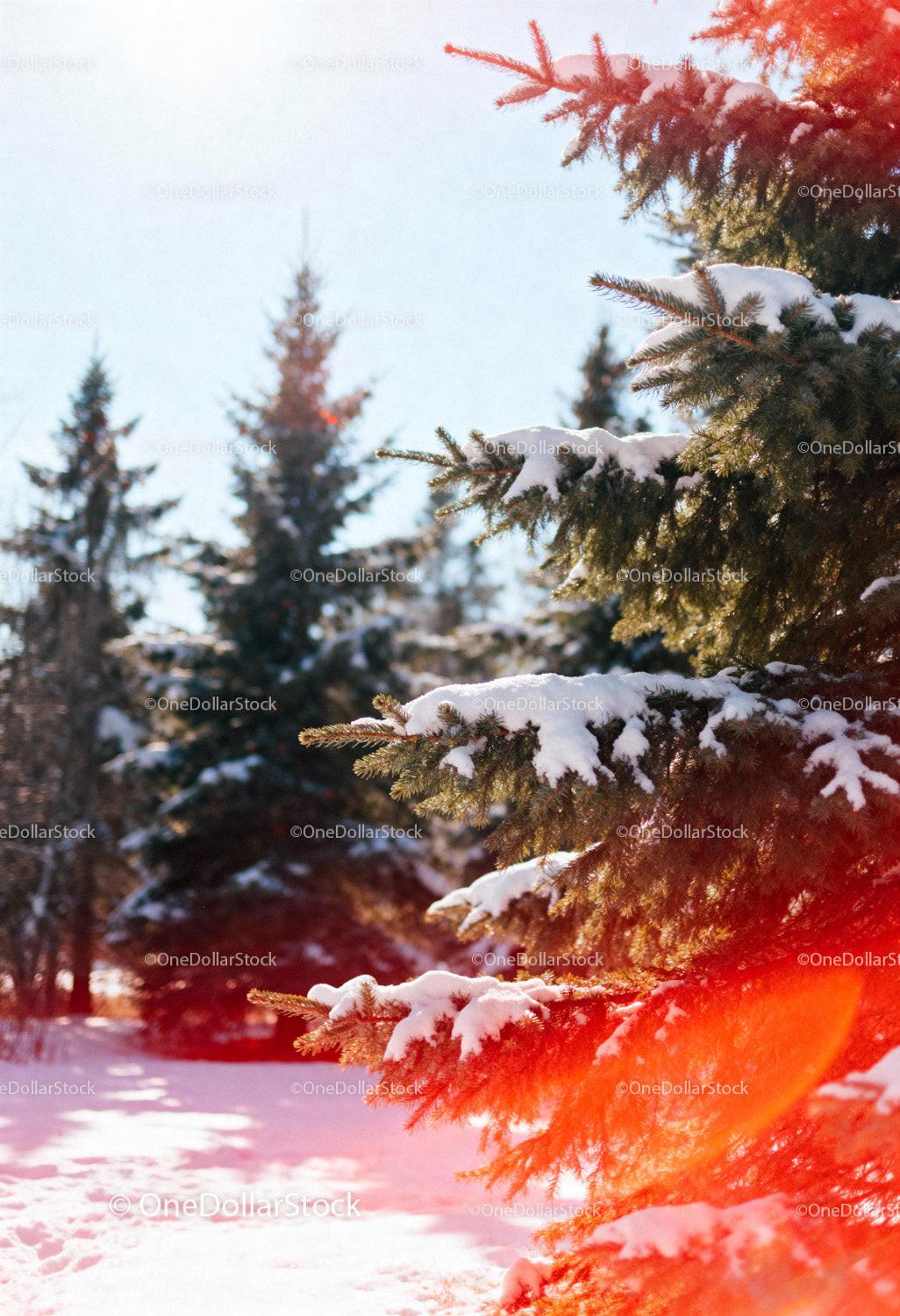 Snow-Covered Pine Trees in Bright Winter Light