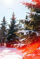 Snow-Covered Pine Trees in Bright Winter Light