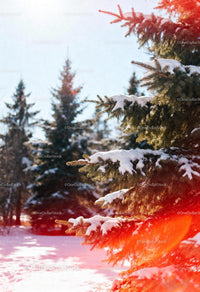 Snow-Covered Pine Trees in Bright Winter Light