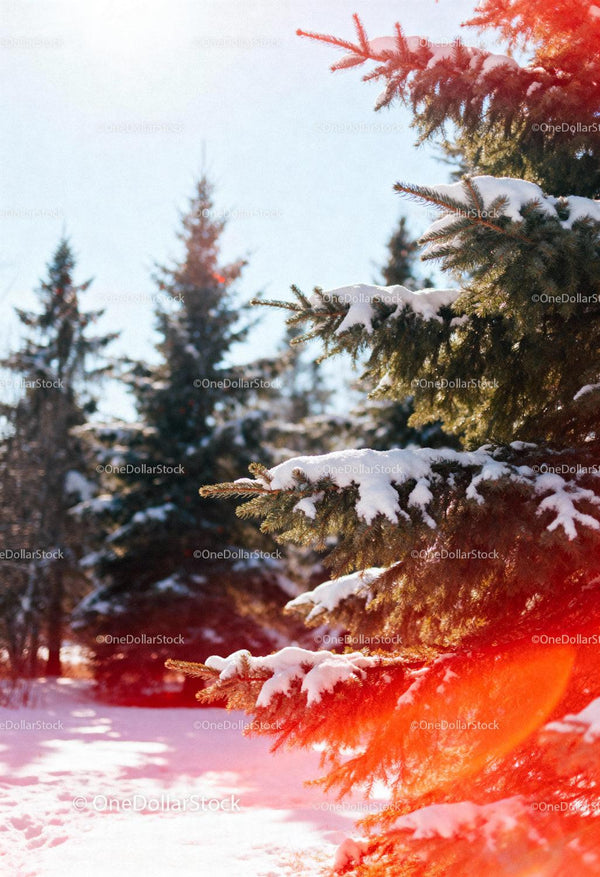Snow-Covered Pine Trees in Bright Winter Light