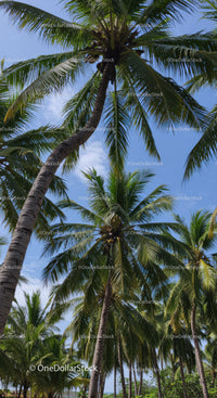 Tall Green Coconut Palms Under Bright Blue Sky in Tropical Landscape