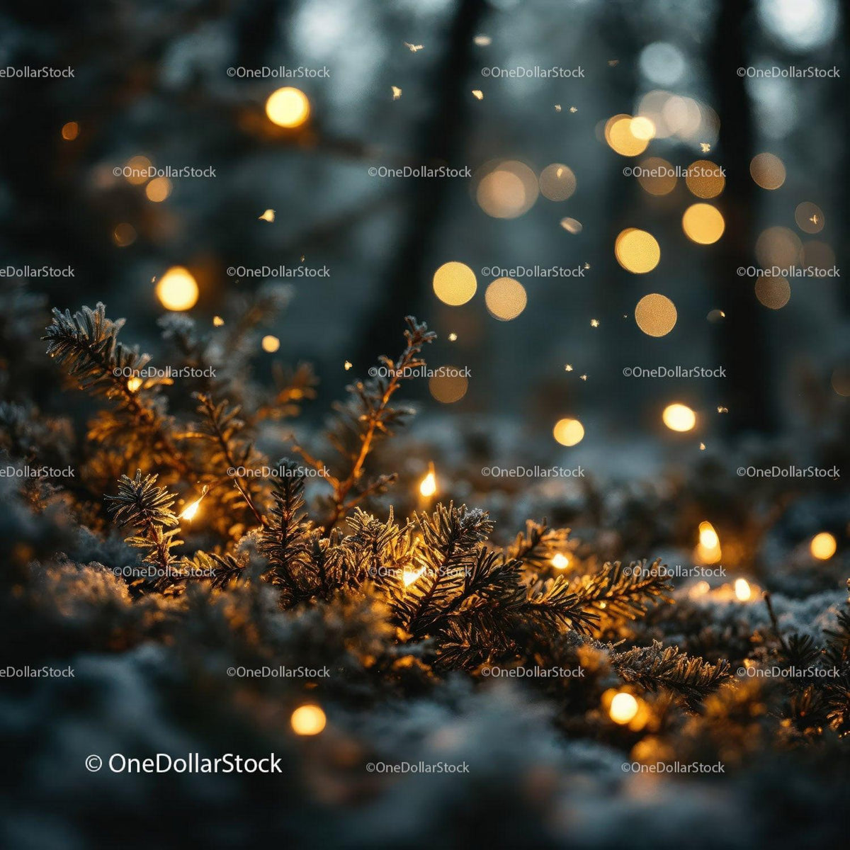 Frosted Pine Branches Illuminated by Warm Fairy Lights