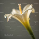 Close-up of White Lily with Dew Drops in Soft Focus