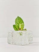 Fresh green mint leaves frozen inside ice cube